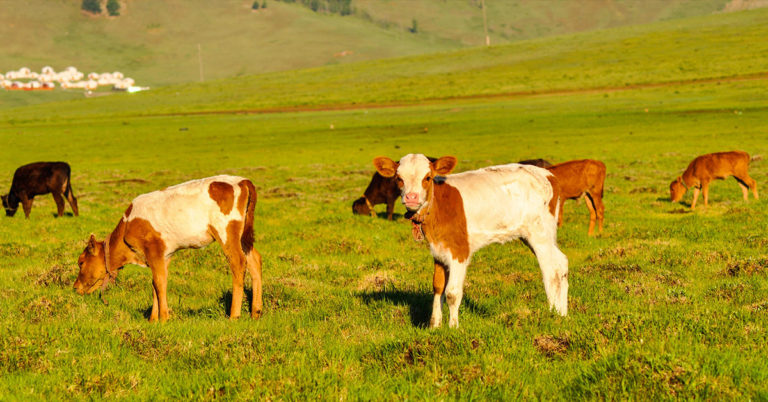 De l’or plutôt que du bétail, achatdor.ch articles et nouvelles et anecdotes du marché de l'or