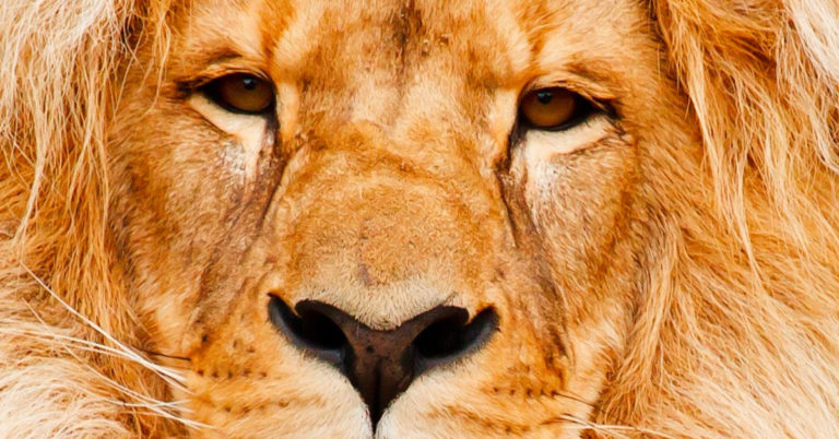 Coronavirus: fermeture et r&eacute;ouverture de la mine d&rsquo;or de Mponeng